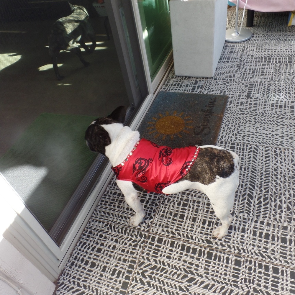 Dragon boy dog clothes nwot! - Picture 4 of 6
